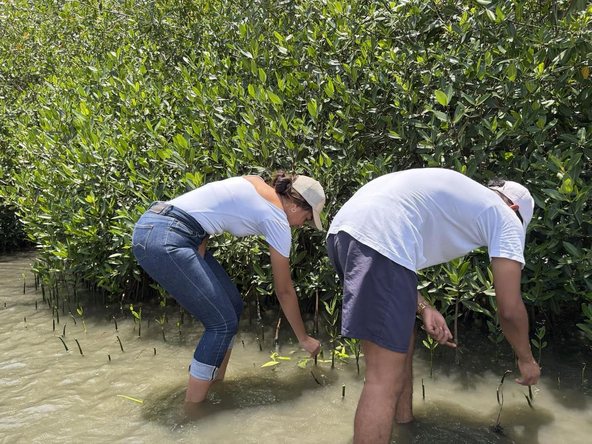 Unicartagena y la comunidad se unen para proteger los manglares de La Boquilla. // Foto: cortesía - Unicartagena