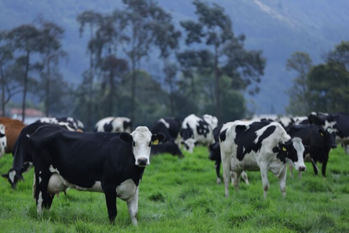Fedegán alerta por importaciones masivas de lácteos: piden medidas al Gobierno