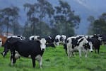 Fedegán alerta por importaciones masivas de lácteos: piden medidas al Gobierno