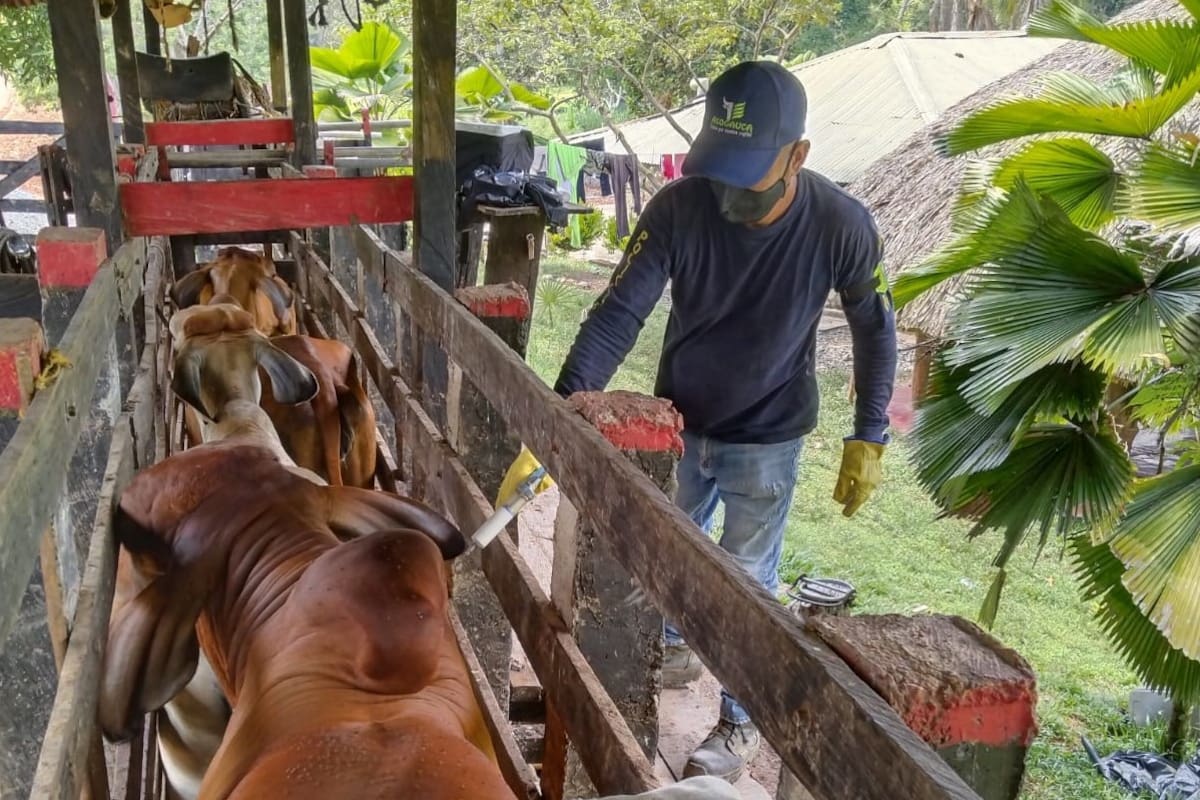 Vacunación antiaftosa de Fedegán e ICA alcanzó el 99% a nivel nacional