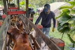 Vacunación antiaftosa de Fedegán e ICA alcanzó el 99% a nivel nacional