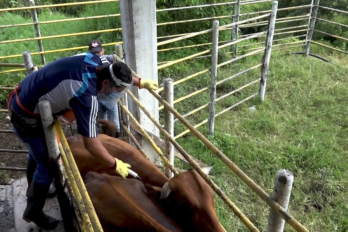 Ganaderos de Bolívar, a vacunar más de 1,4 millones de bovinos y bufalinos