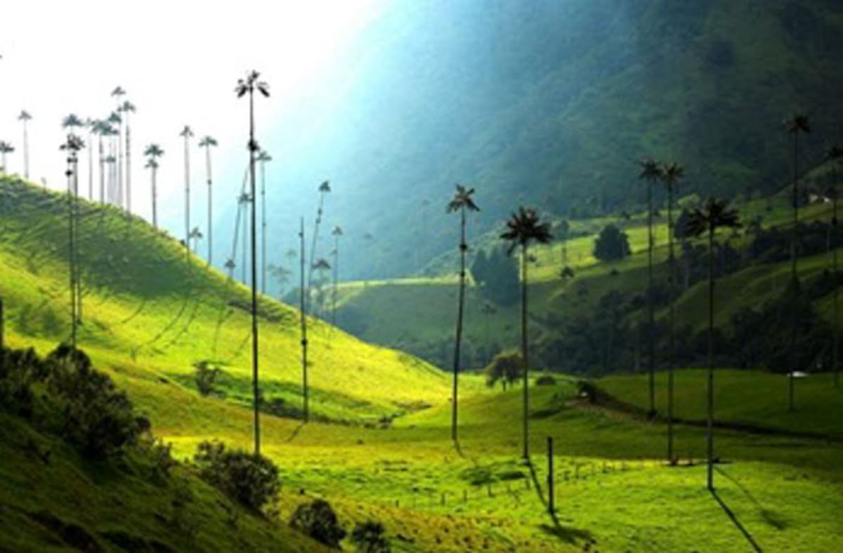 Valle del Cocora.