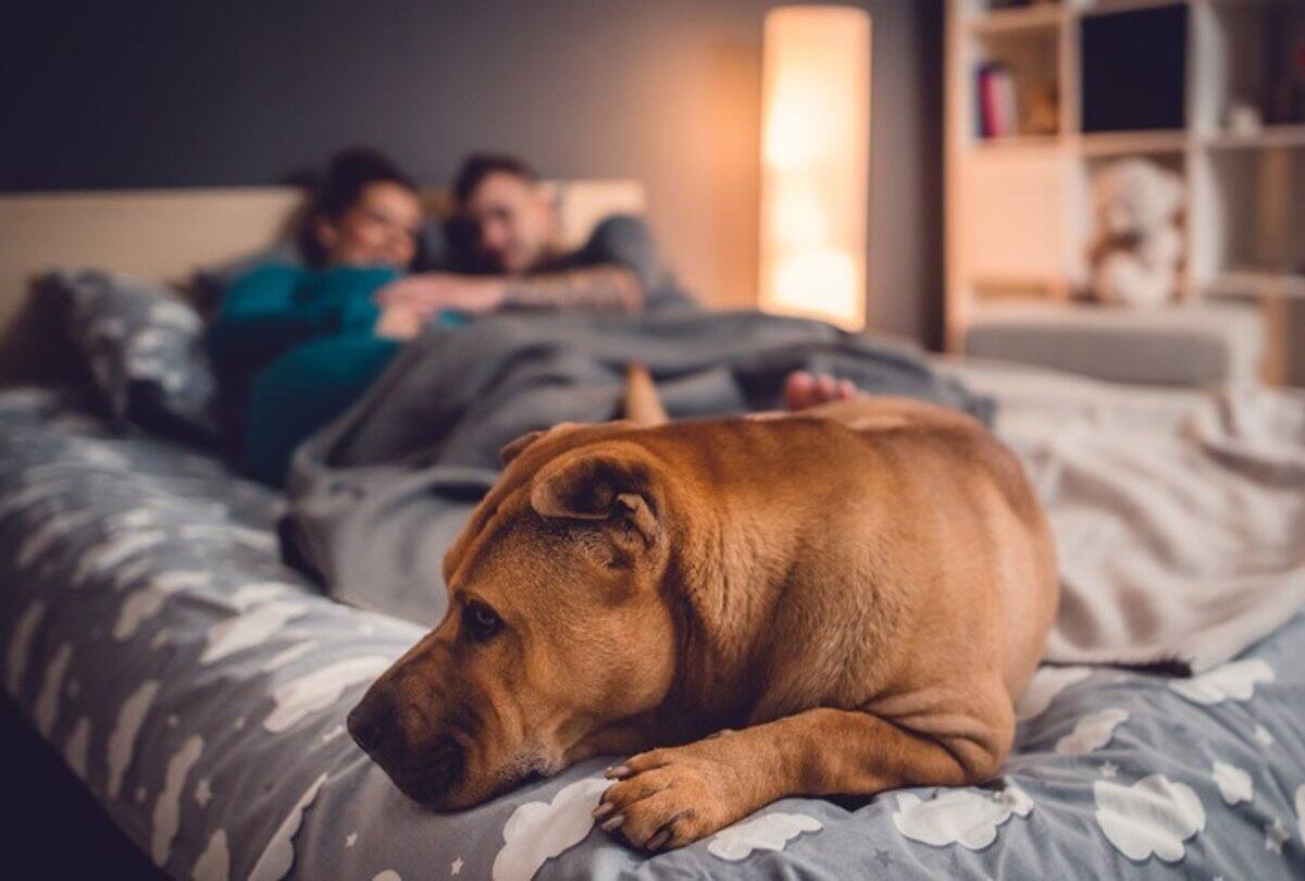 Los animales domésticos, como perros y gatos, tienen un papel muy importante en la sociedad moderna y, en muchos casos, un lugar preponderante en las casas de sus dueños. Tanto, que muchas personas aseguran compartir habitación o cama con ellos. Getty Images / VANGUARDIA