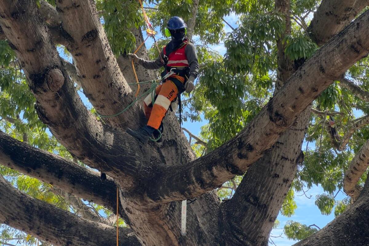 Así se desarrolla en Cartagena la jornada de poda de árboles liderada por Veolia