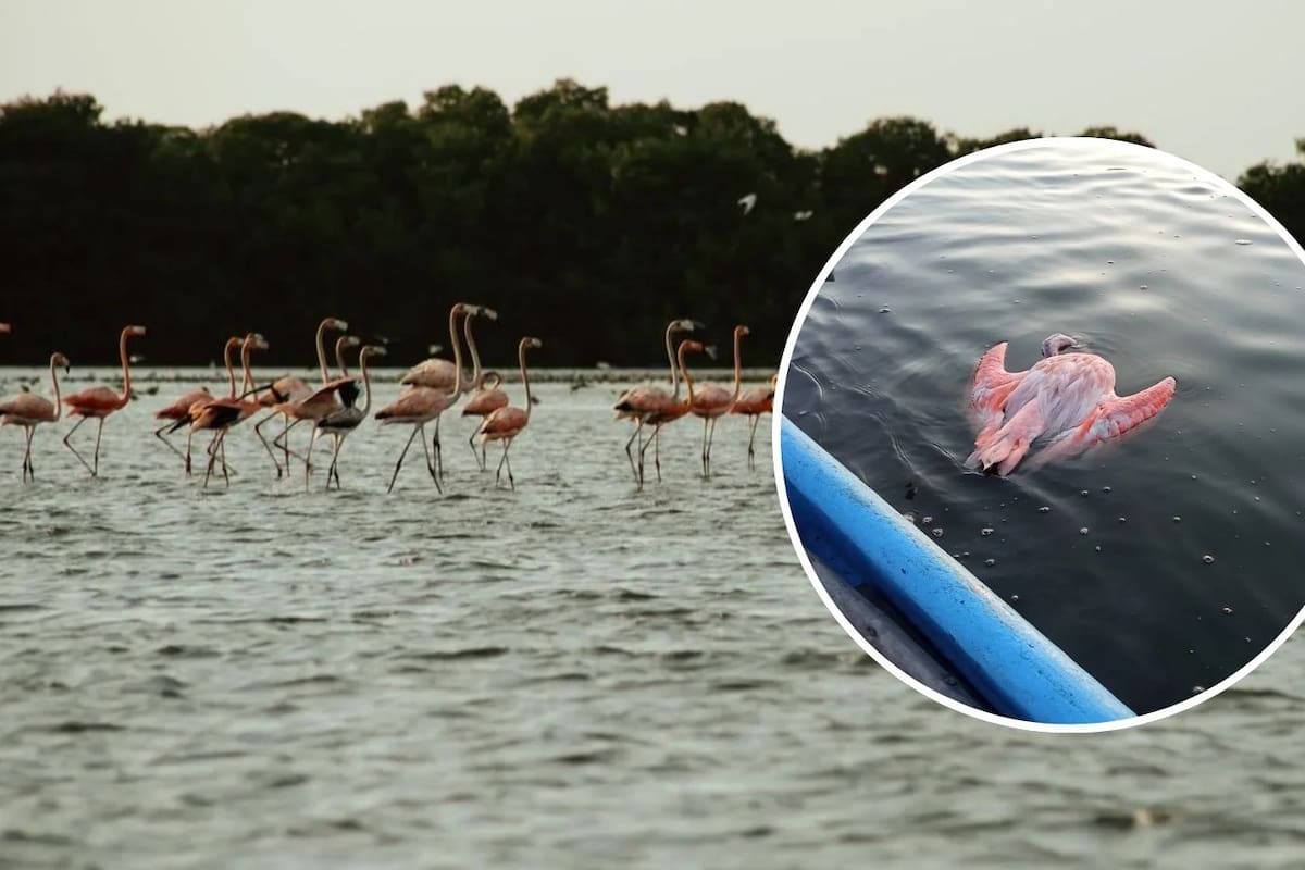 Video: reportan muerte de flamencos rosados en la Ciénaga de la Virgen
