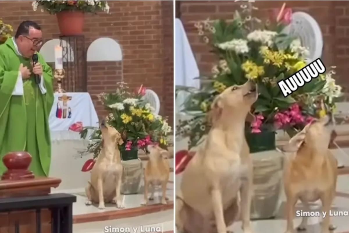 Video: Simón y Luna, los perros que conquistaron las redes al ‘cantar’ durante una misa