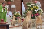 Video: Simón y Luna, los perros que conquistaron las redes al ‘cantar’ durante una misa