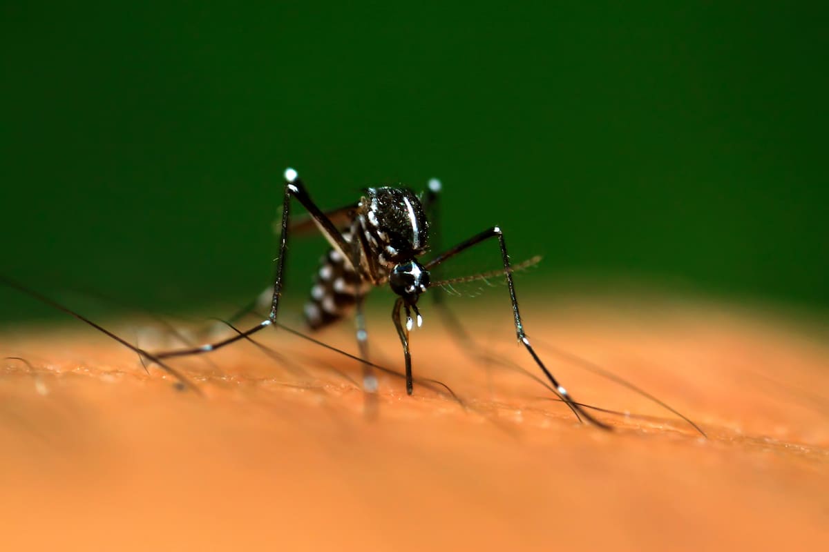 El virus transmitido a los humanos por la picadura de insectos infectados genera alerta en el Caribe. //Foto: 123RF