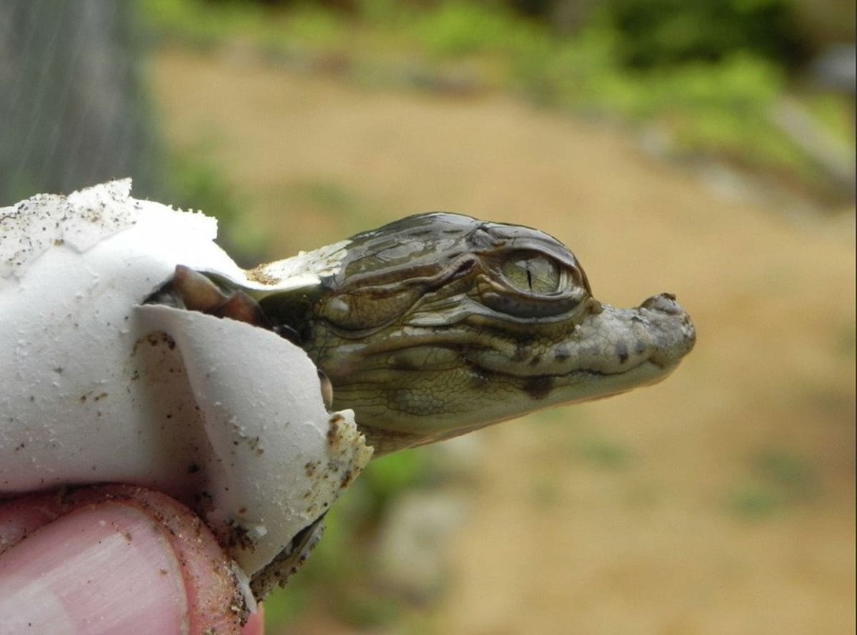 Eclosión de réptil en el Vivarium del Caribe.