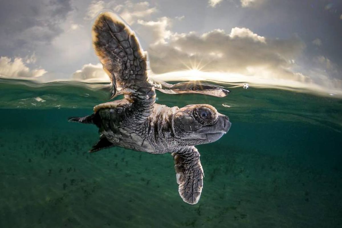En este lugar se puede avistar cientos de epecies marinas, incluyendo la tortuga (Foto: Matthew Smith NatGeo/VANGUARDIA.COM)