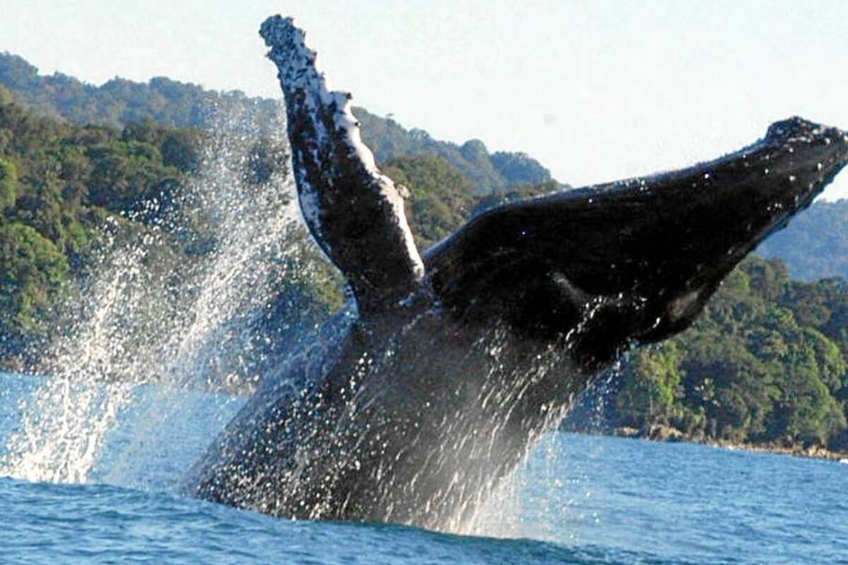 En las costas de este departamento también se pueden avistar ballenas (Foto: Archivo/VANGUARDIA LIBERAL)