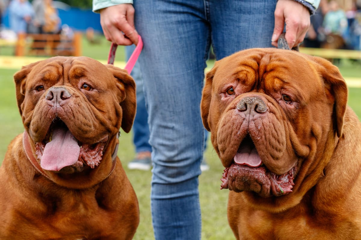 Dogo de Burdeos.