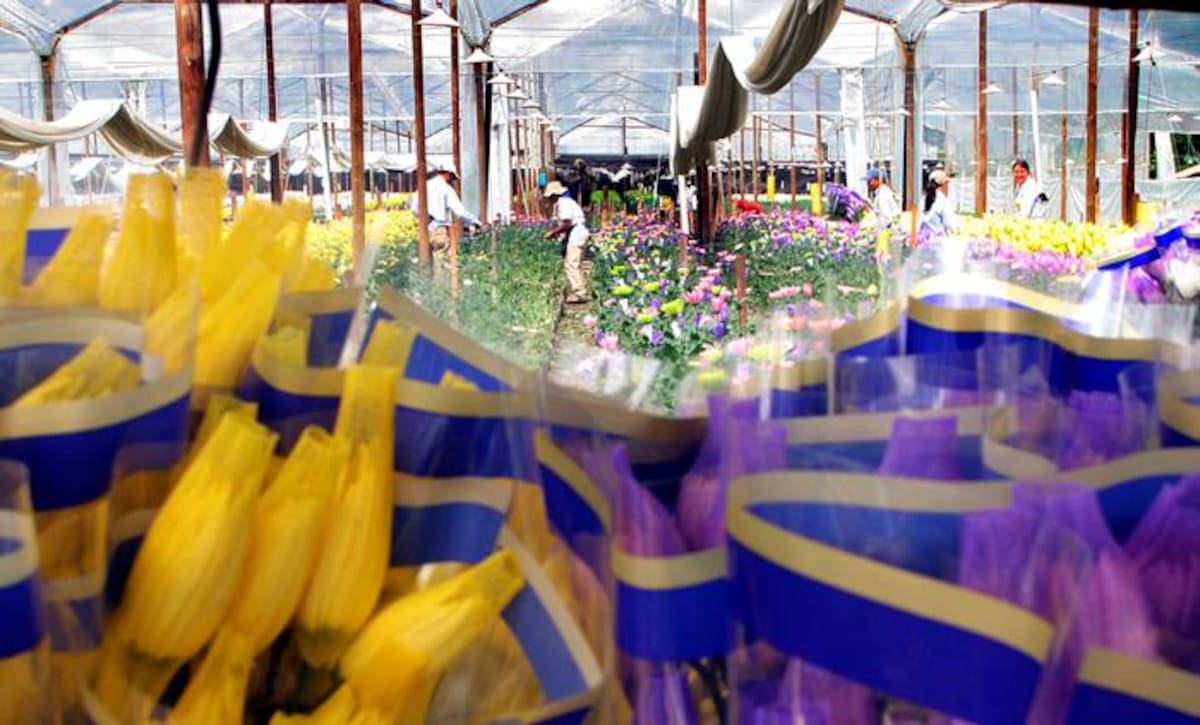 La baja producción de flores como consecuencia del invierno y la tasa de cambio que también sigue bajando no permite que los exportadores de flores tengan esperanzas de aumentar las ganancias en 2012.